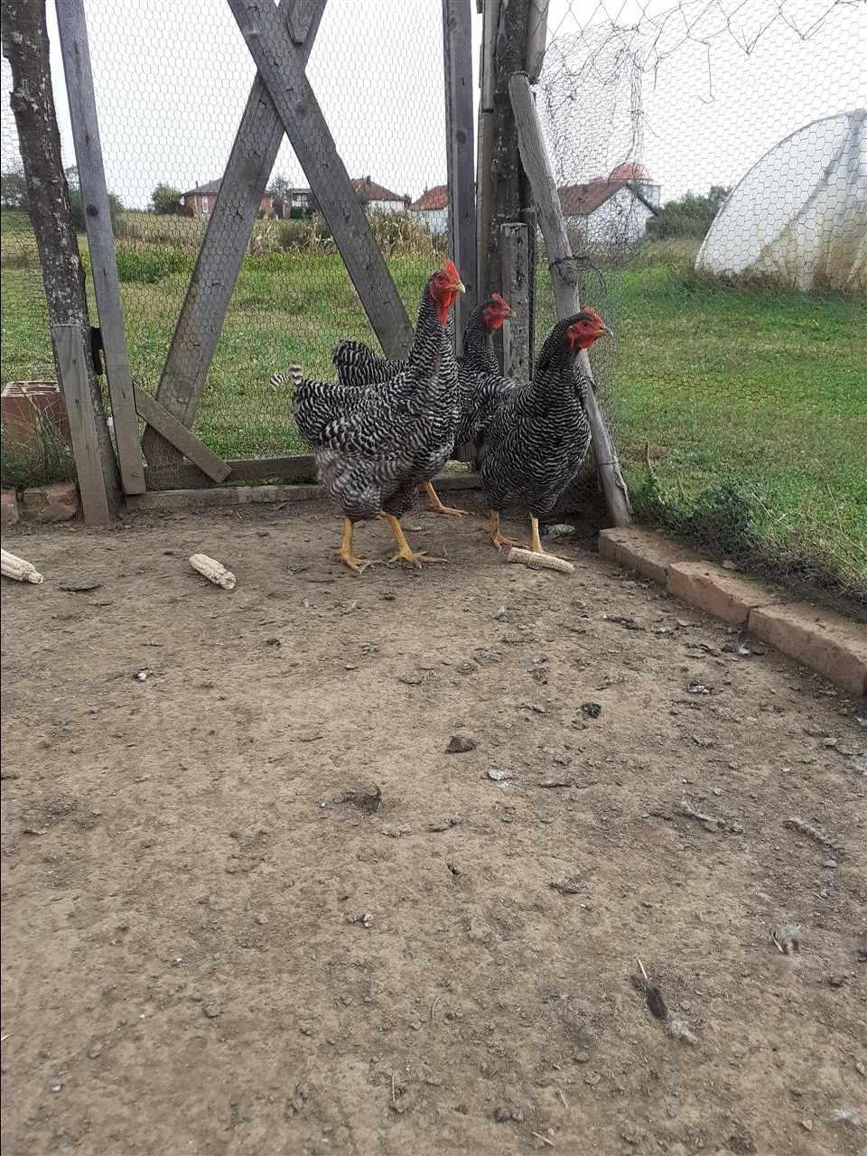 Amrokat