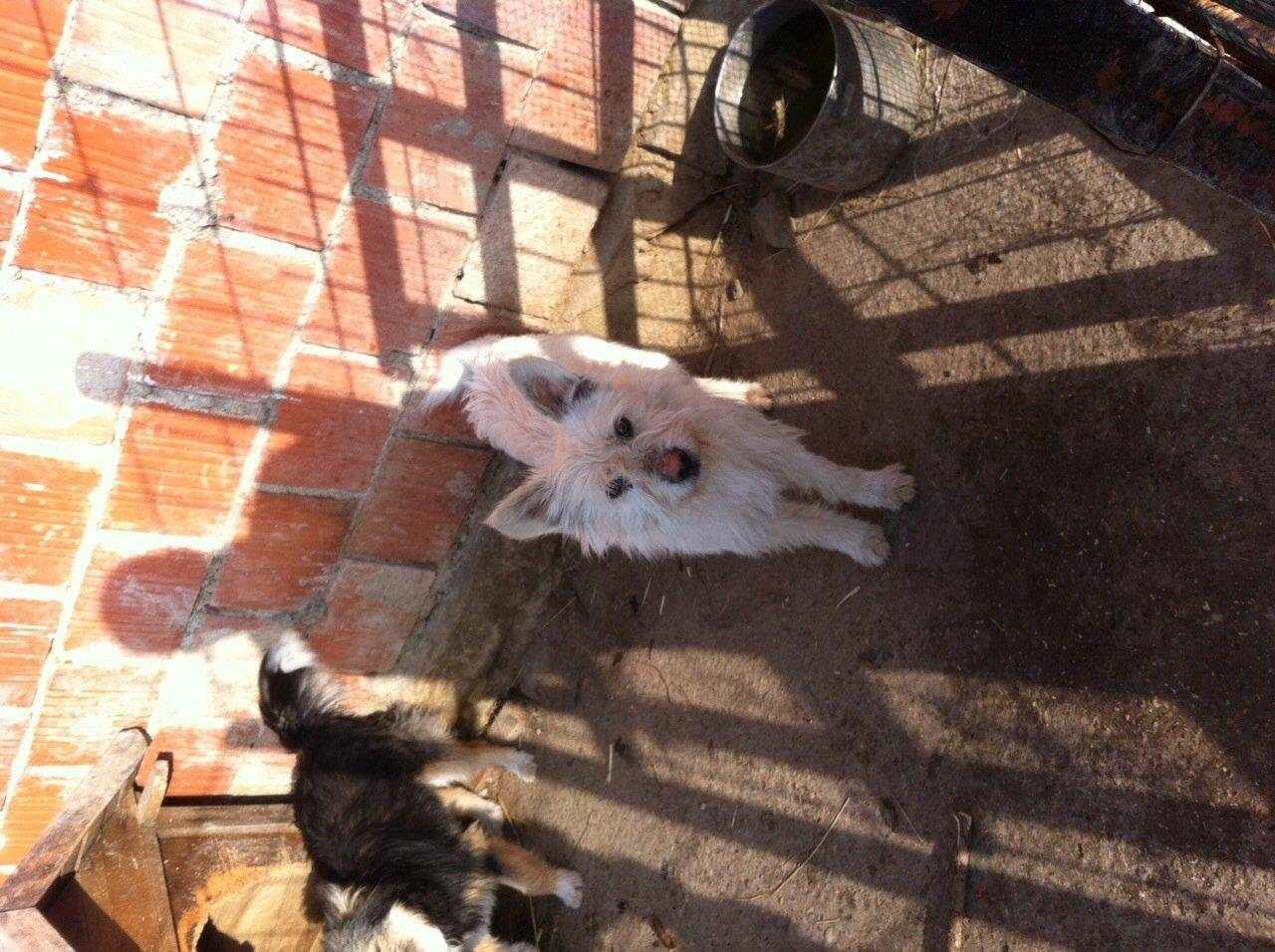 Bubi