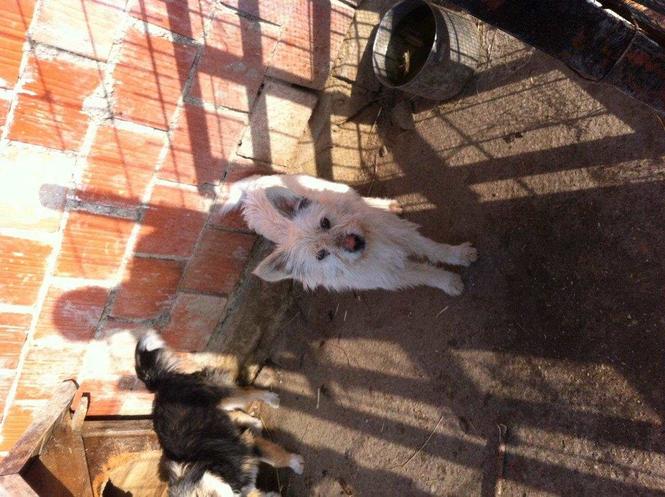 Bubi