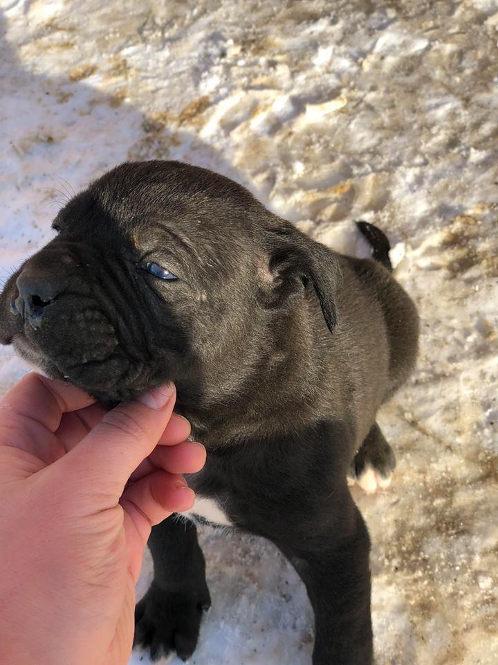 Qen-Cane-Corso