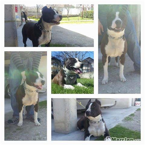 Pitbull Hera