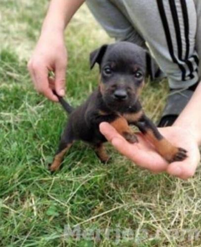 Terrier 