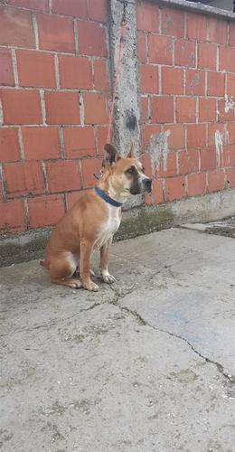 Pitbul