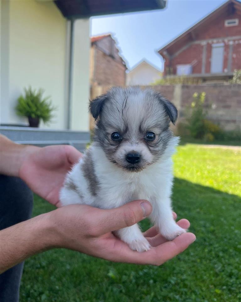 minispitz-minishpic