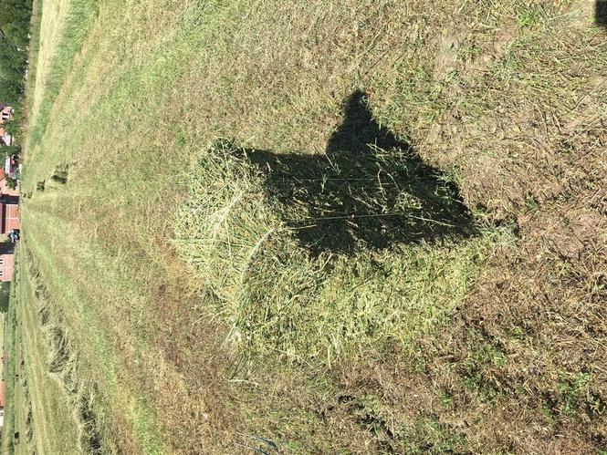 Shitet 