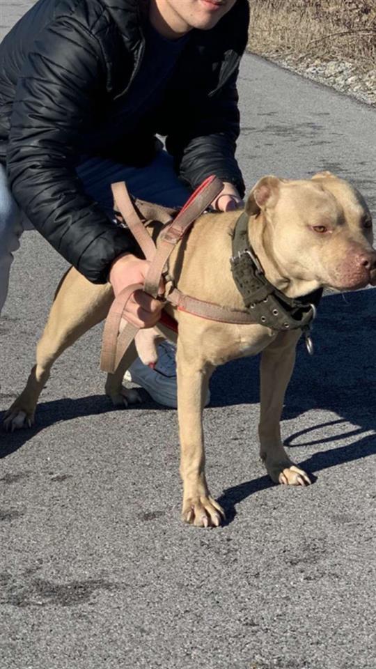pitbull