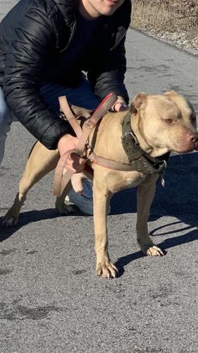 pitbull