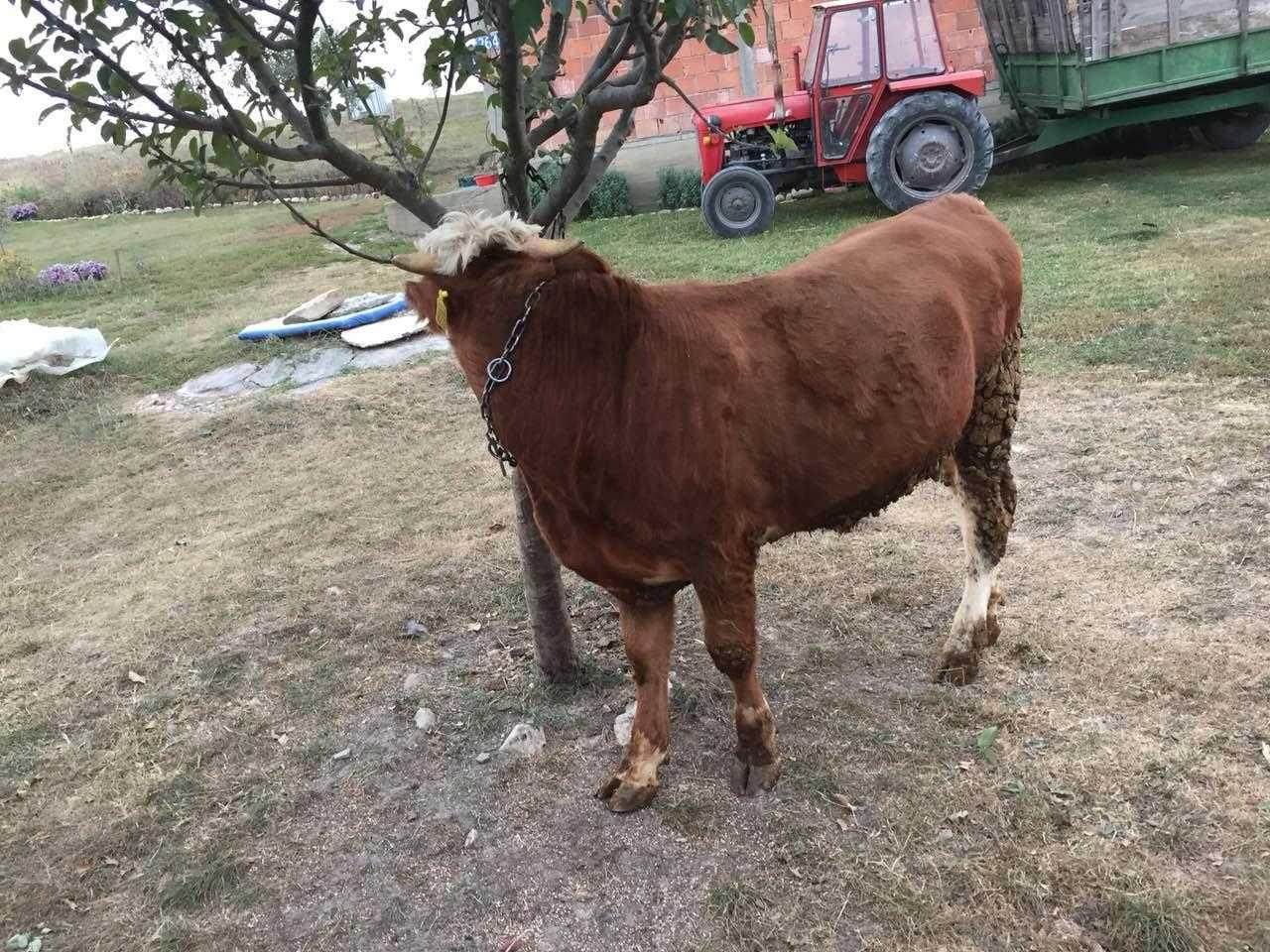 Mzati-