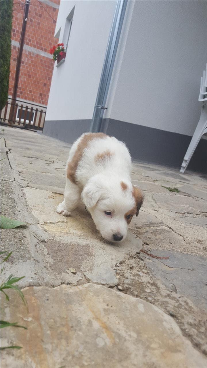 Klysh