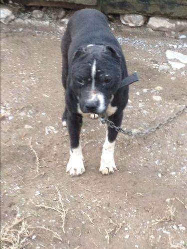 pitbull