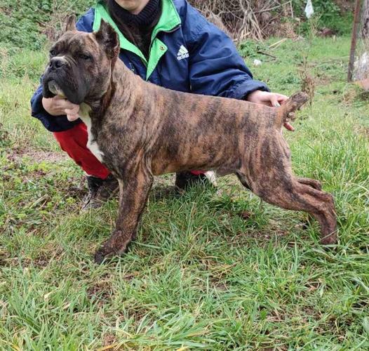 Cane corso