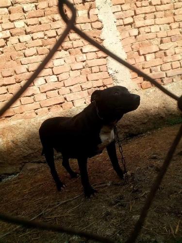 Pitbull