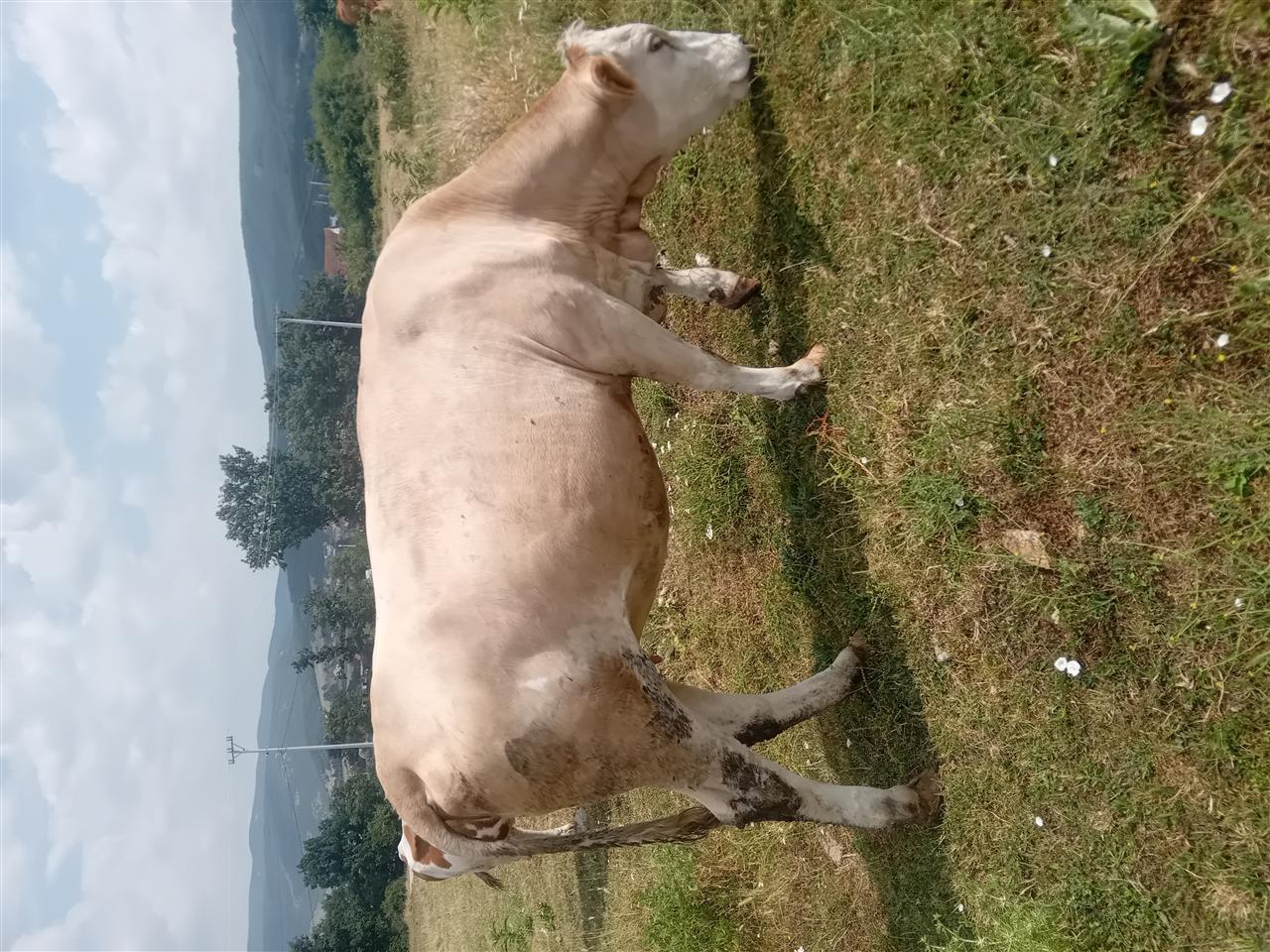 Mshtjer