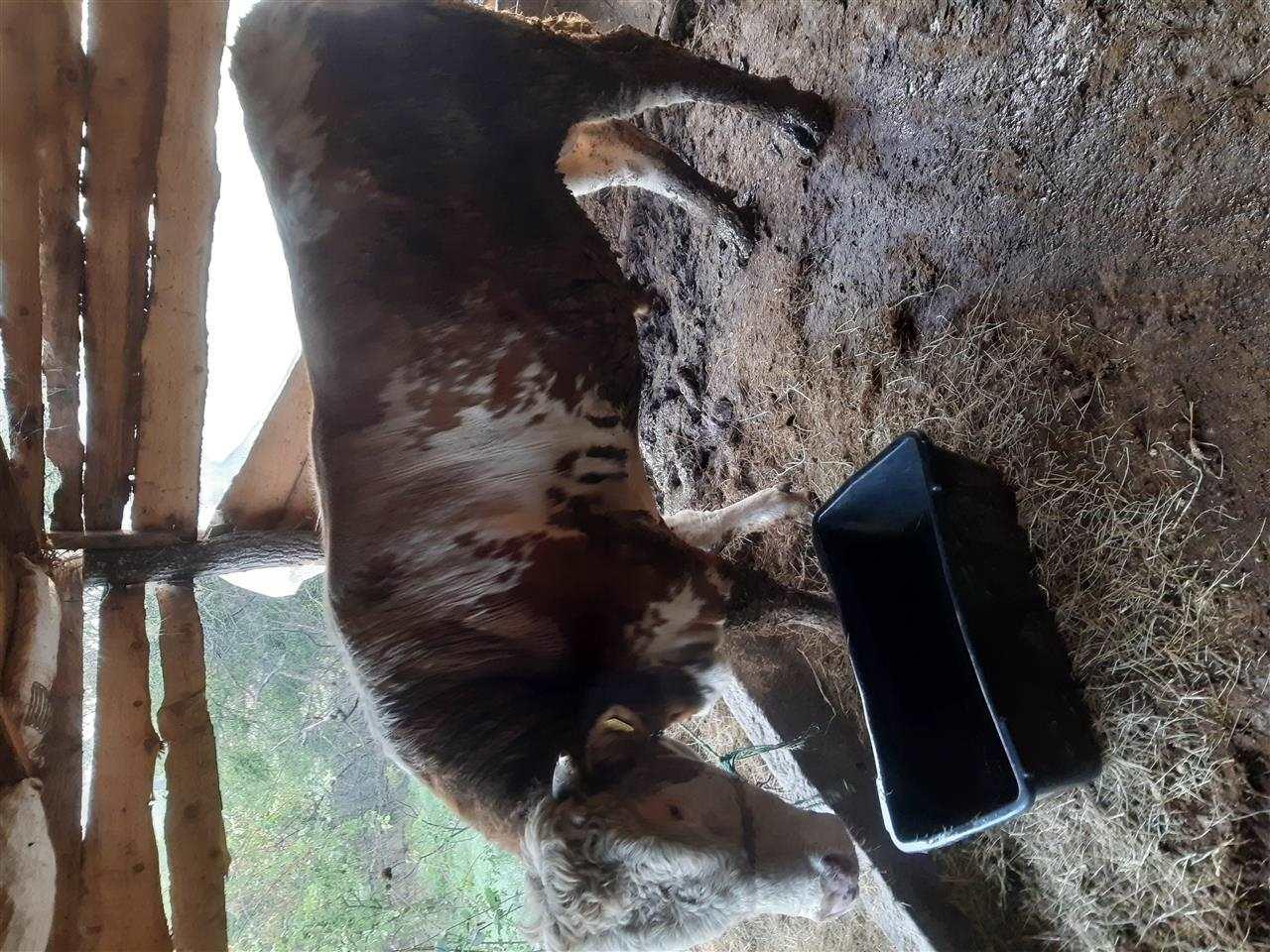 Bikat