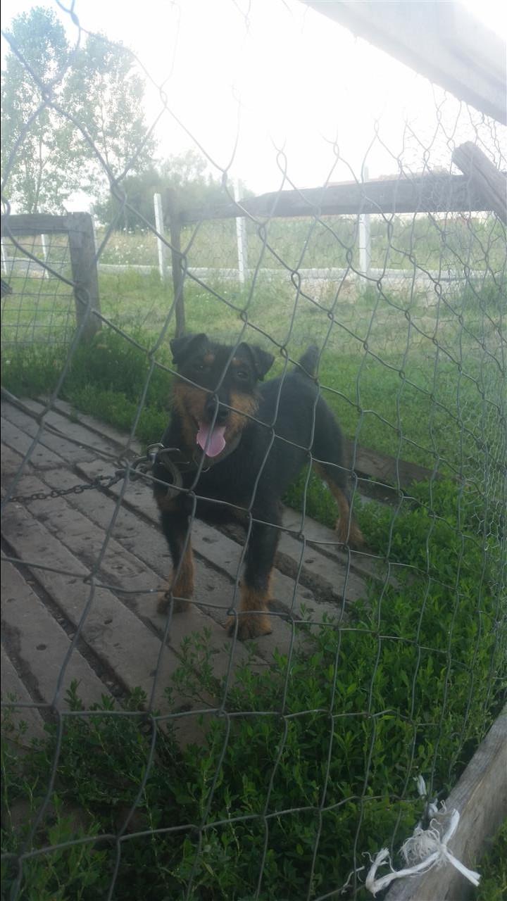 Terrier-