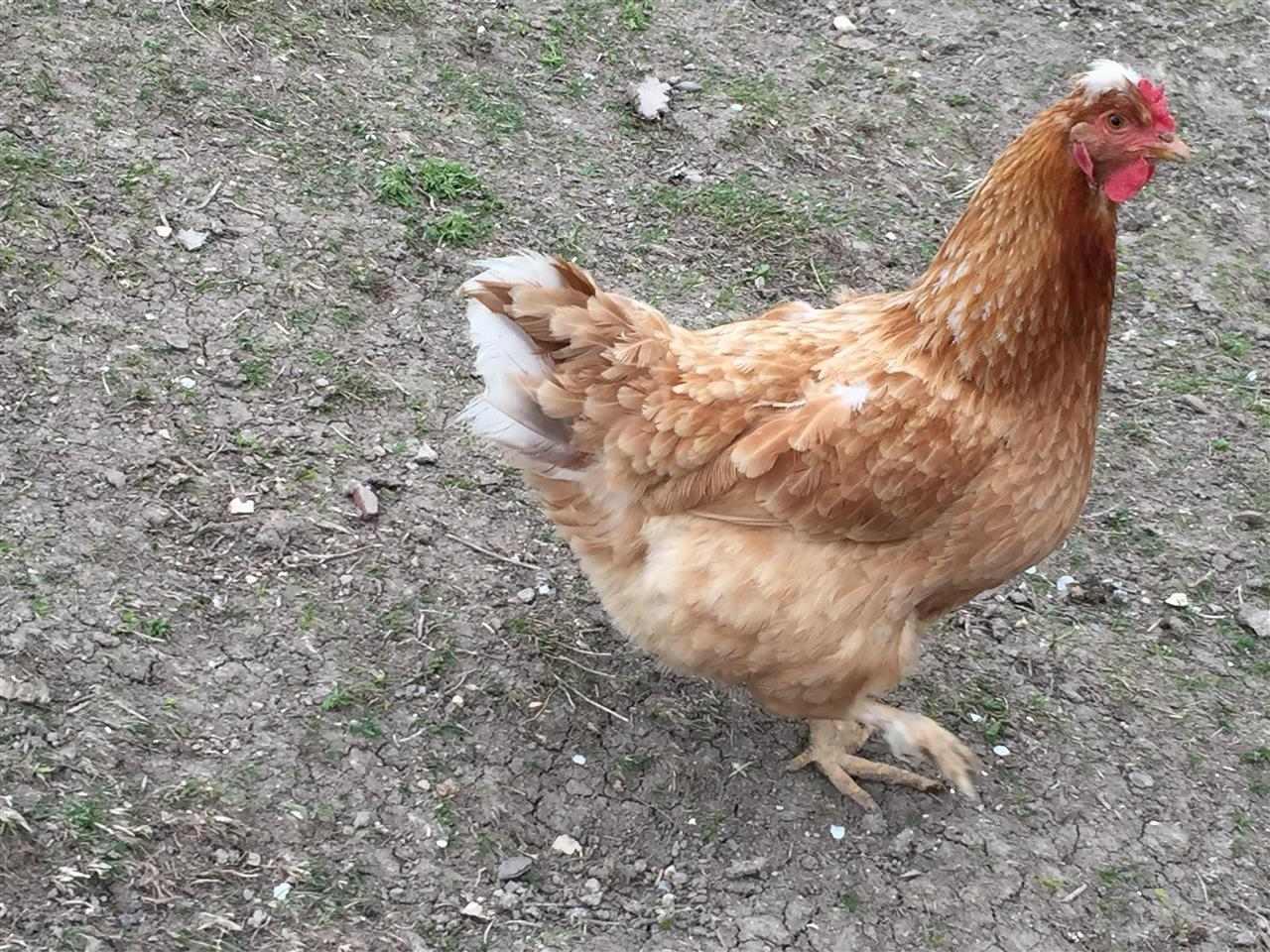 Pula