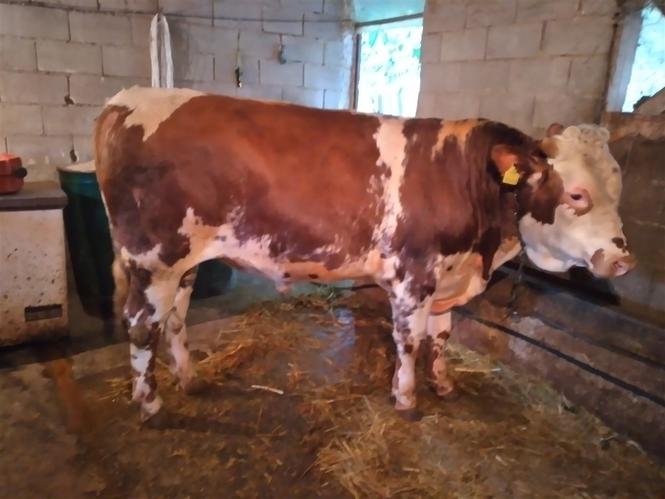 Shitet   Biki