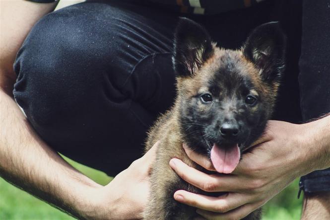 Malinois