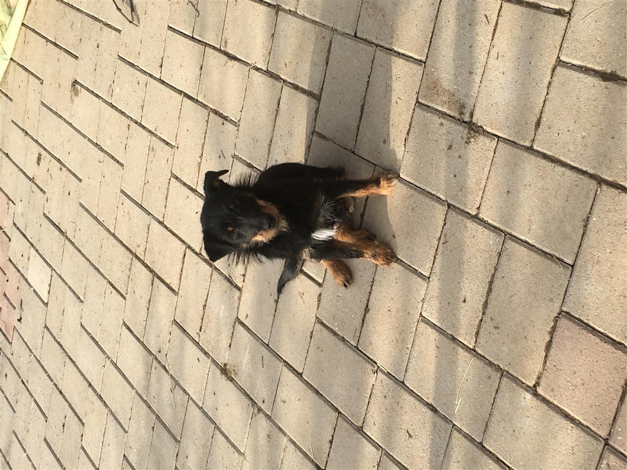 terrier