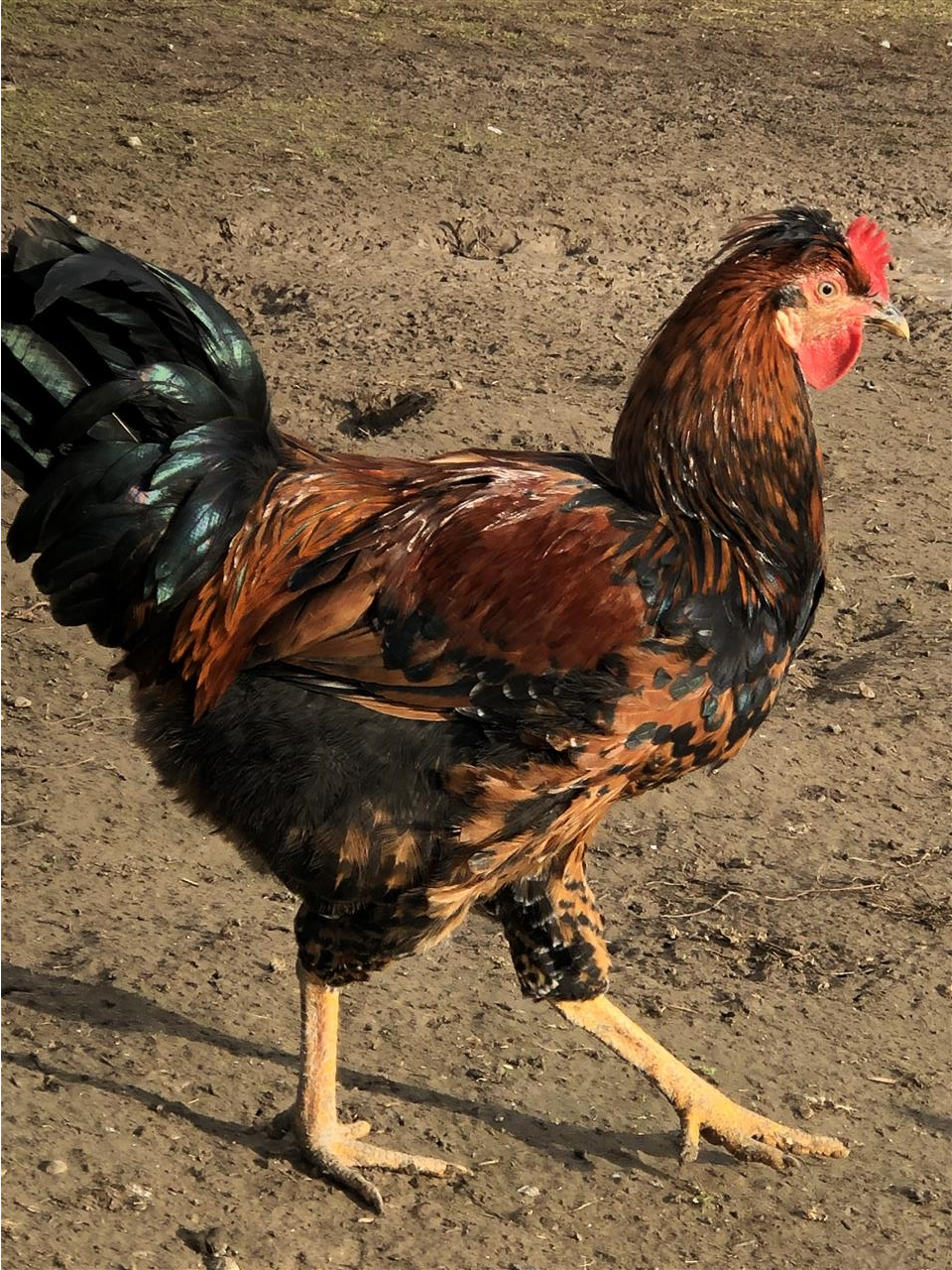 Xhela
