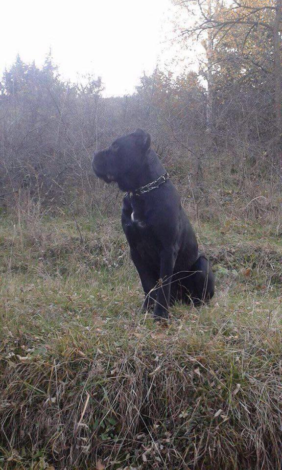 Cane-Corso