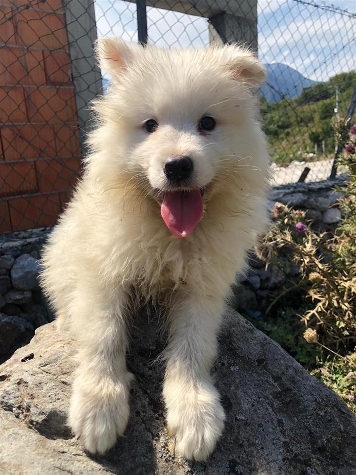Samoyed----extra-qmim