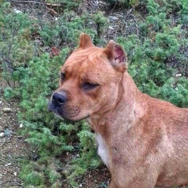 Pitbullesh-