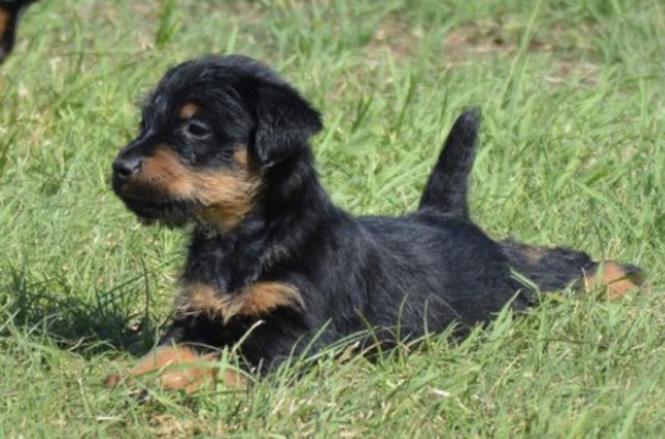 Klysha Terrier