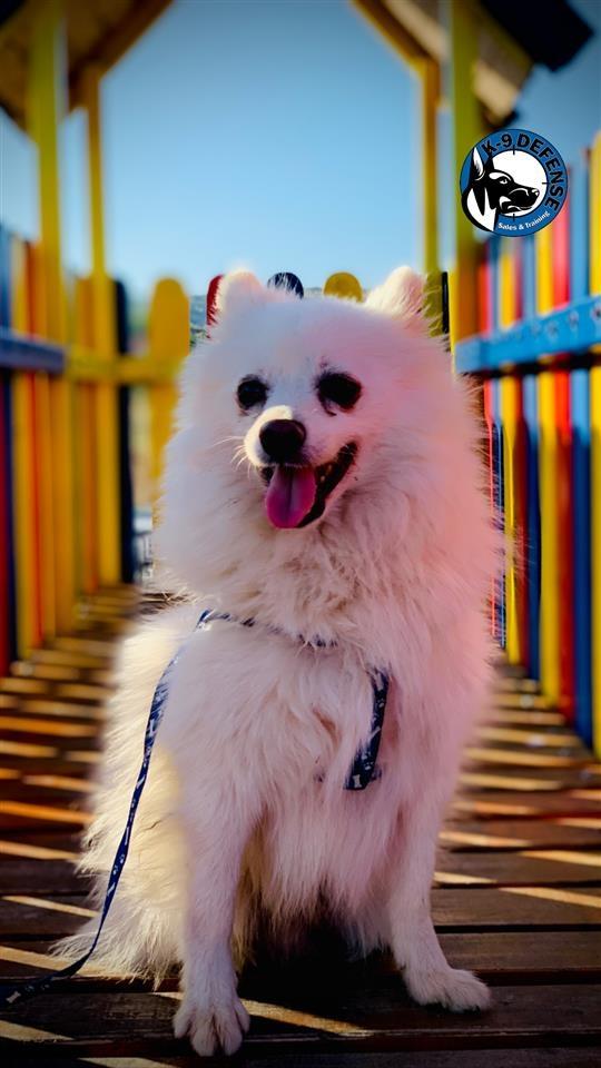Minispitz-