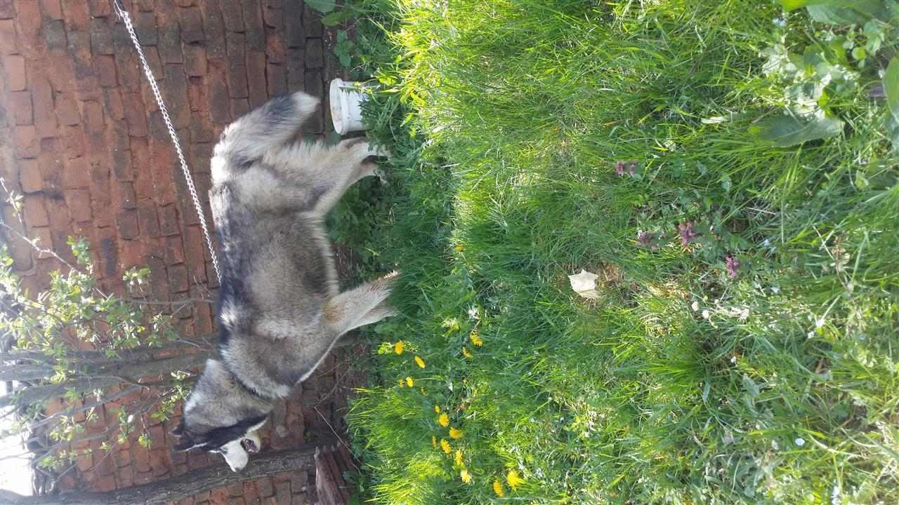 Hasky