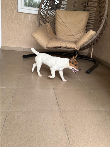 Shitet Qeni