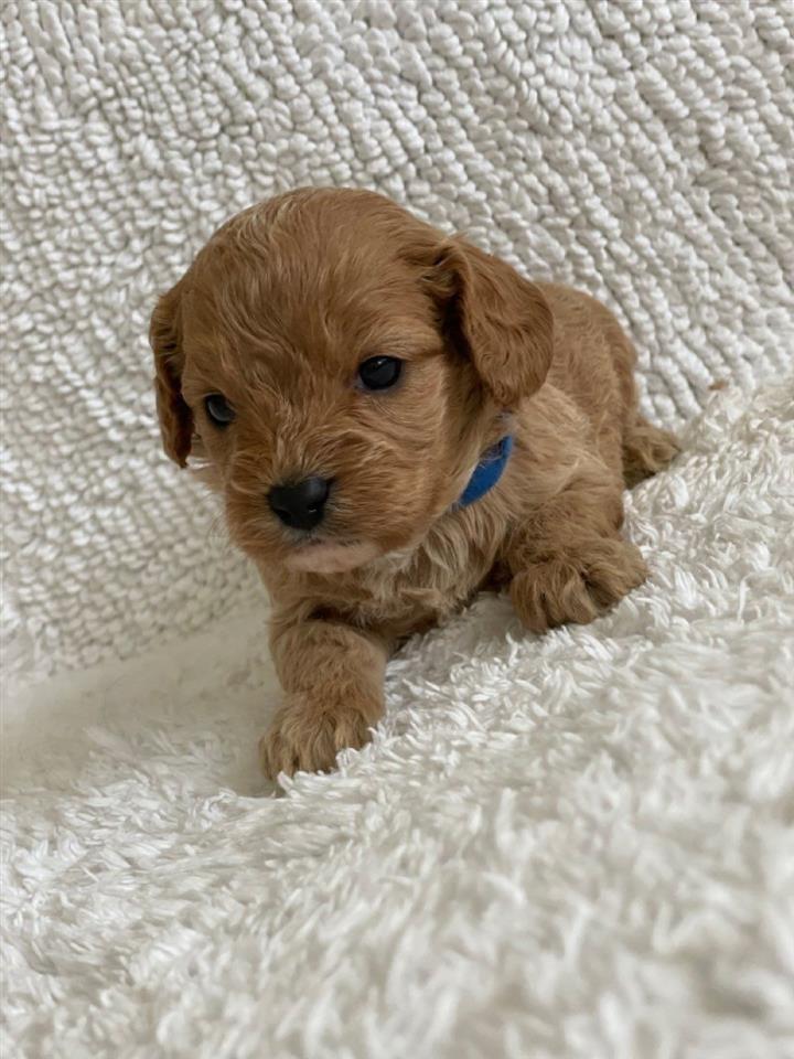 Cavapoo