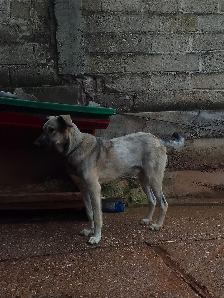 Shitet-Qeni