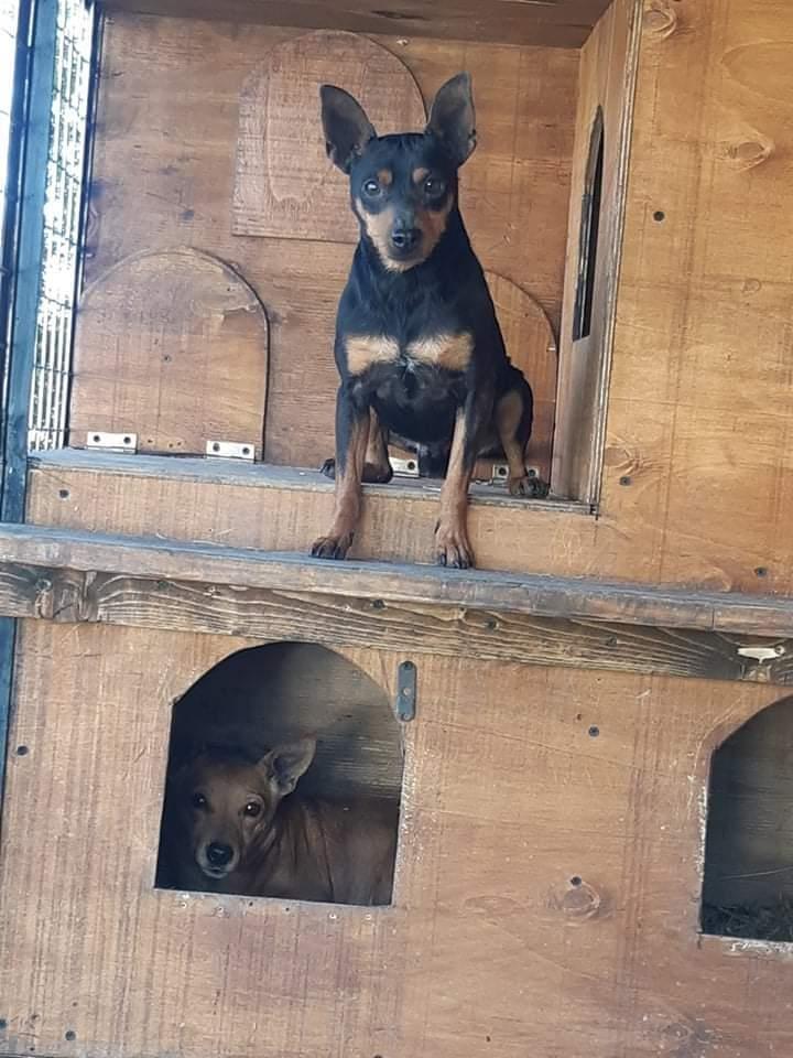 Minipincher