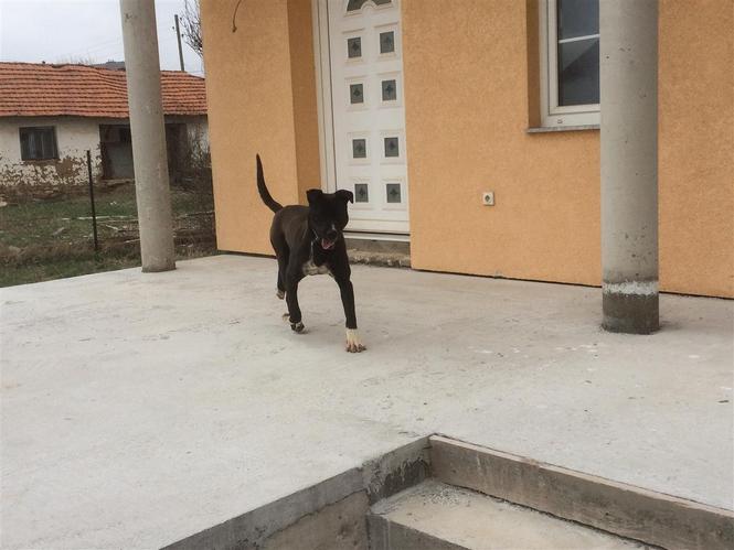 Pitbull