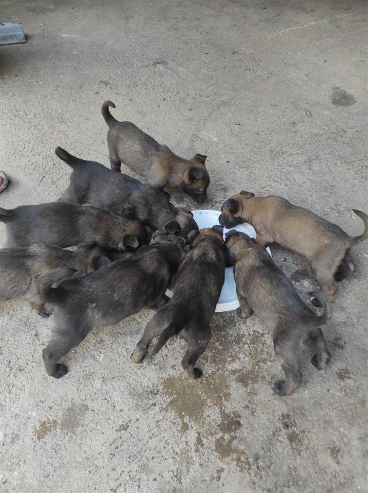 Belg-malinois