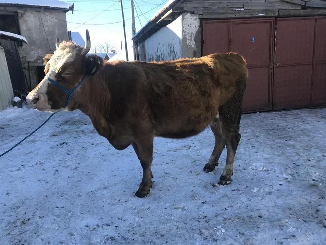 lopa 8muj bars