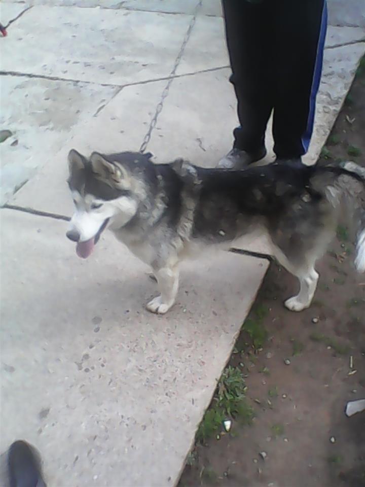 Haski