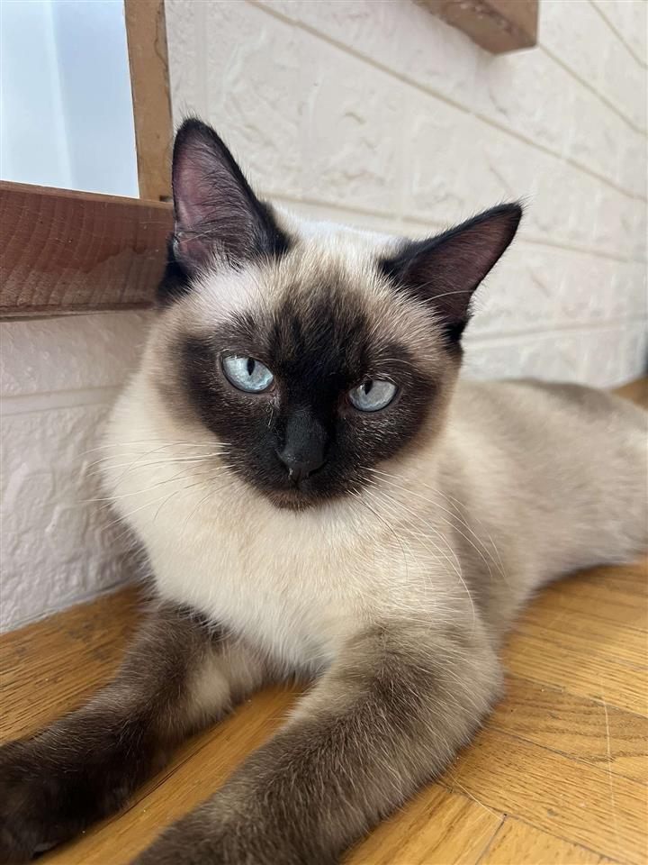 Mace-Siamese