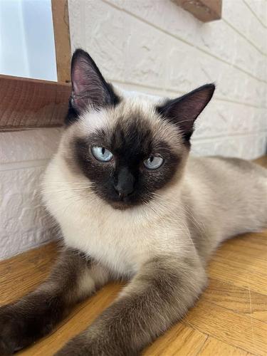 Mace Siamese