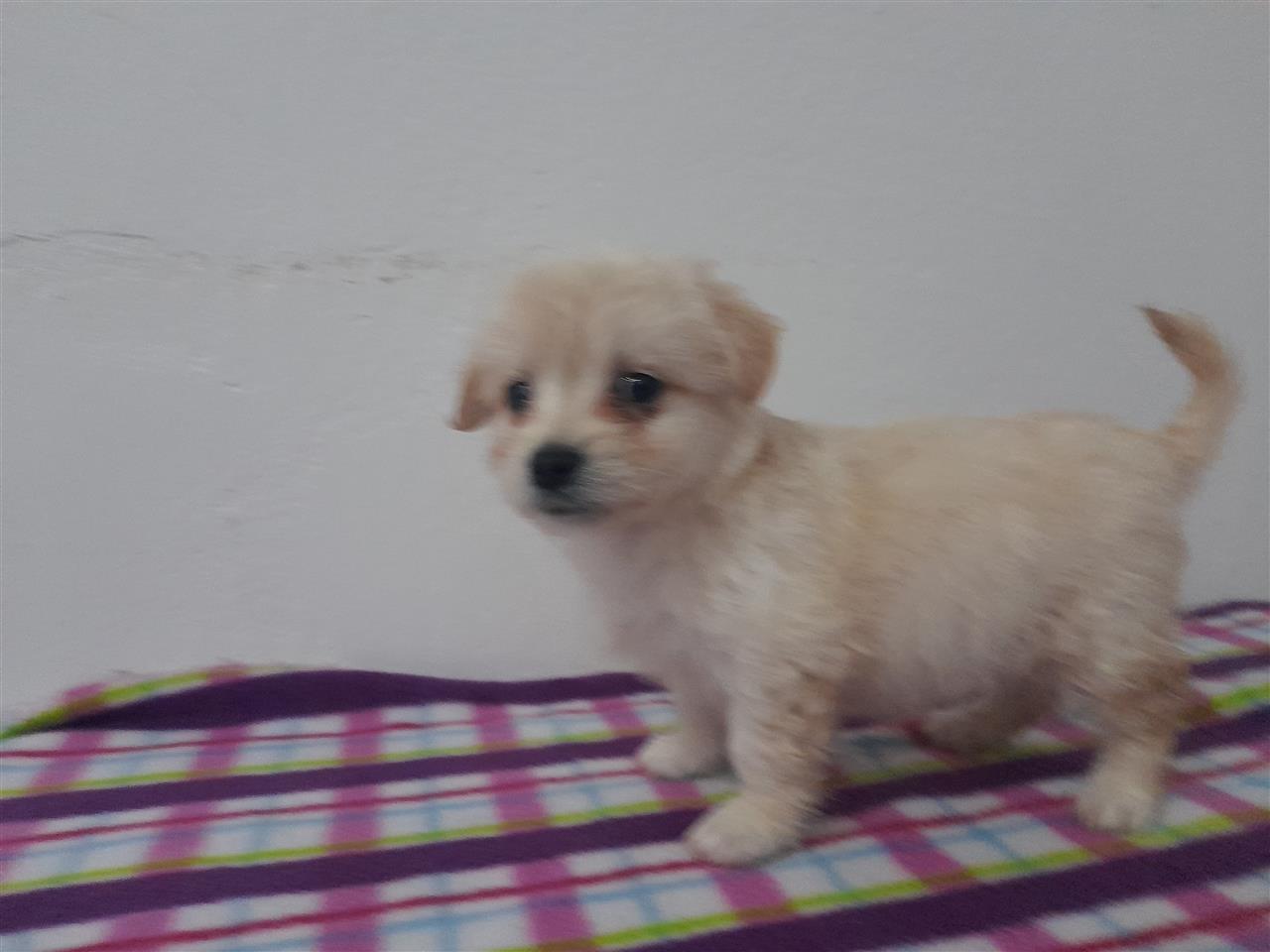 Maltezer