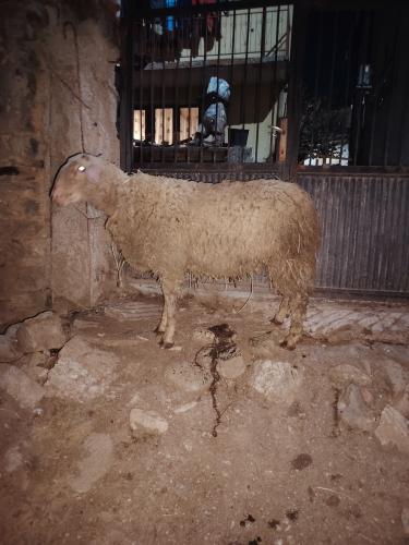Kurban