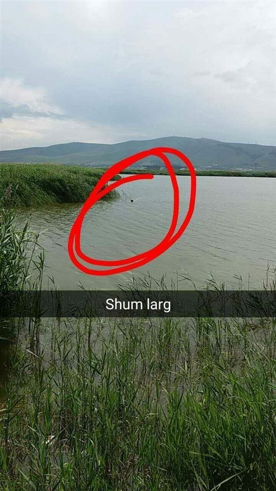 Labrador