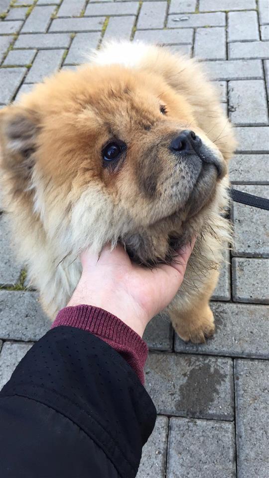 Chow-chow