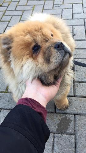 Chow chow