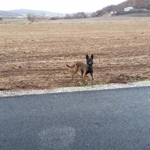 Malinois belg