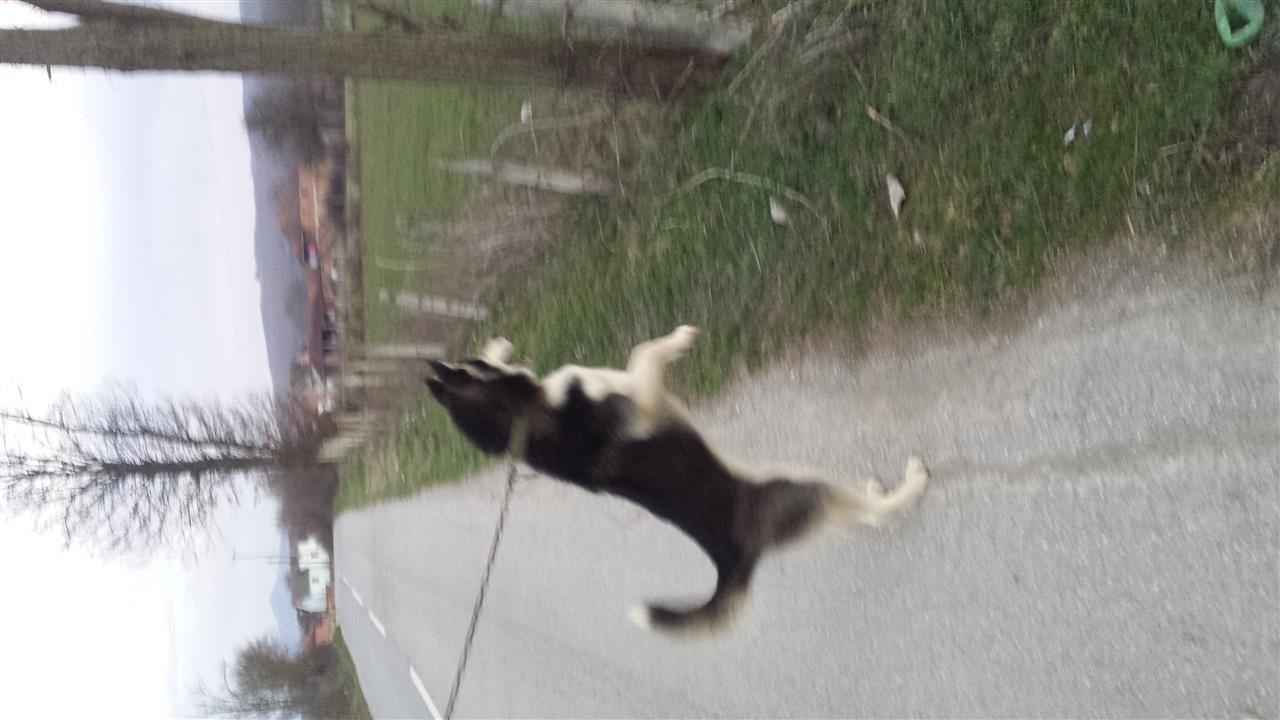 Haski
