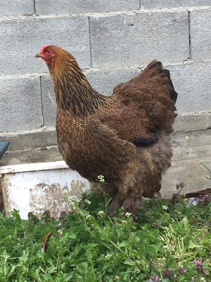 Brahma-Gold-