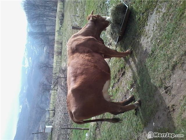 Lope