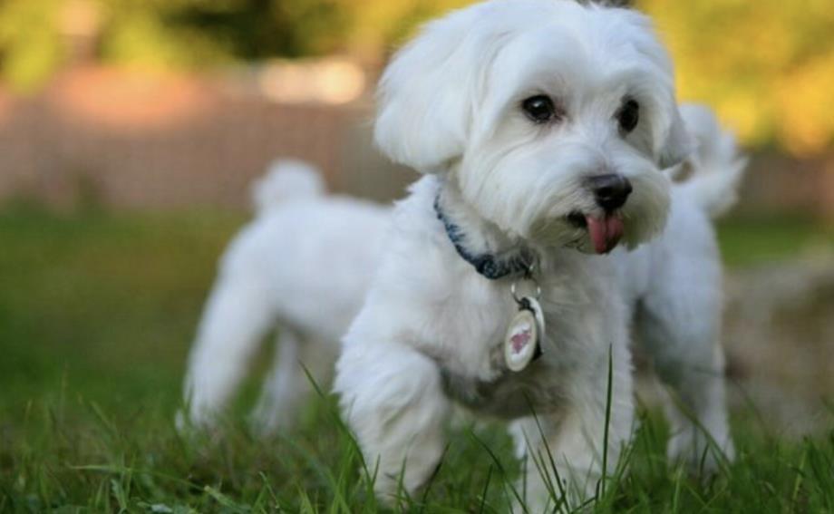 Maltezer-